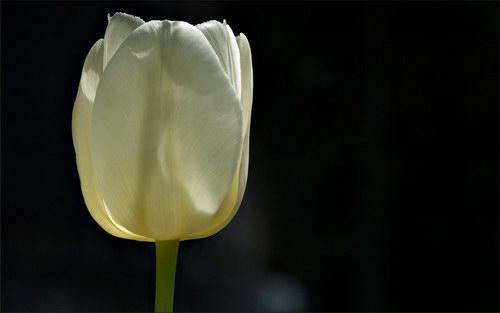 Красота цветов