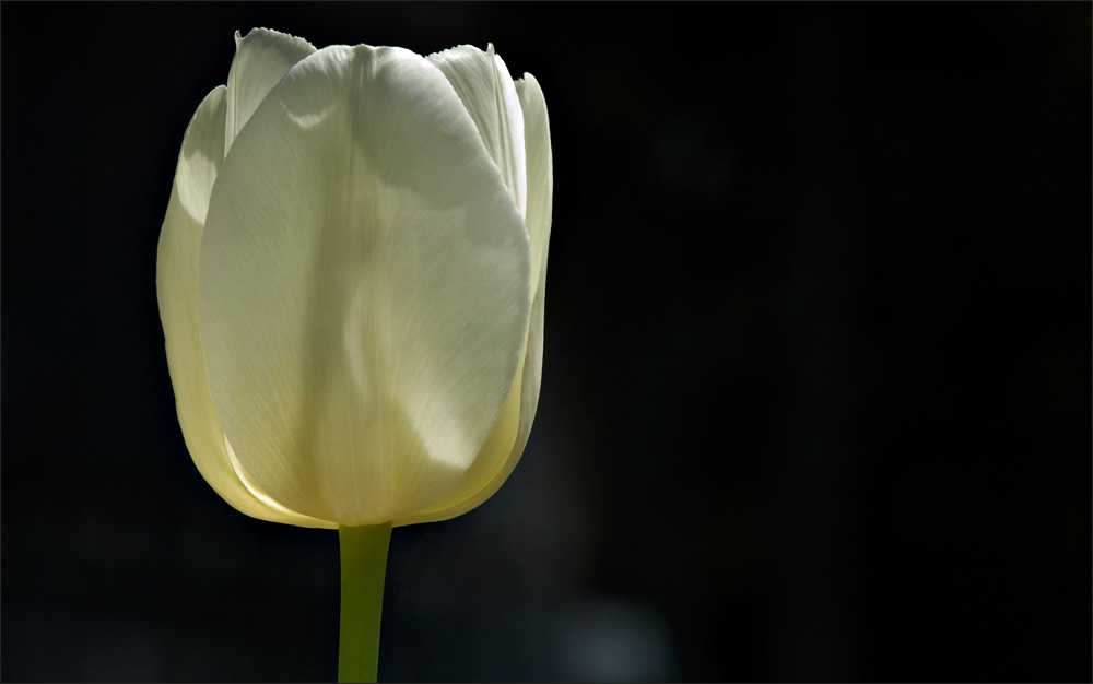 Красота цветов