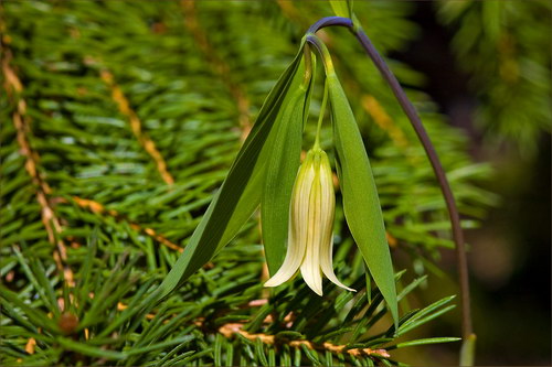 Красота цветов