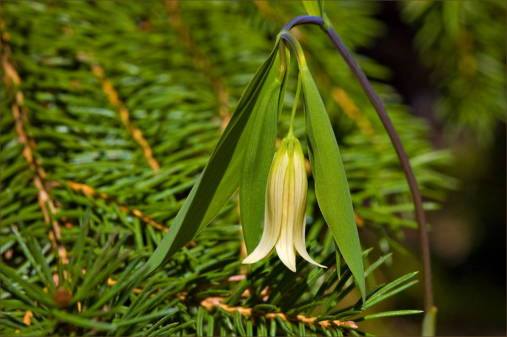 Красота цветов