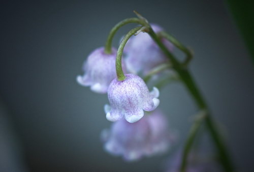 Красота цветов