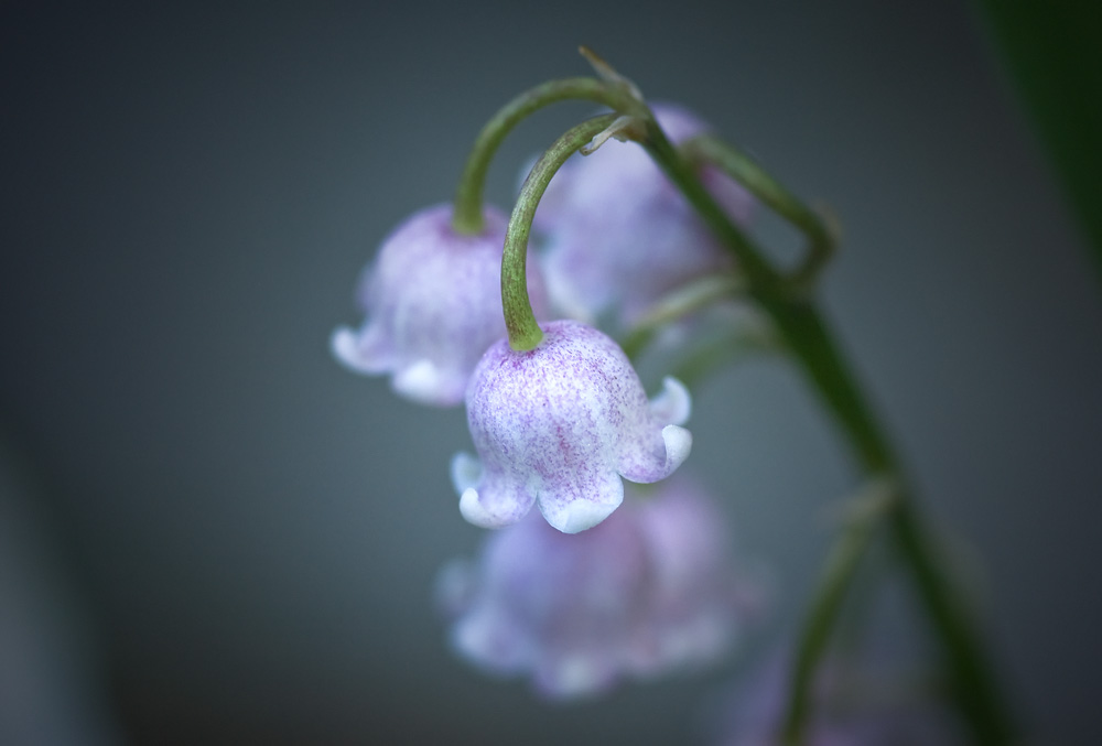 Красота цветов