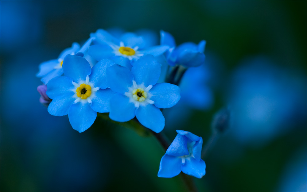 Красота цветов