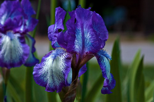 Красота цветов