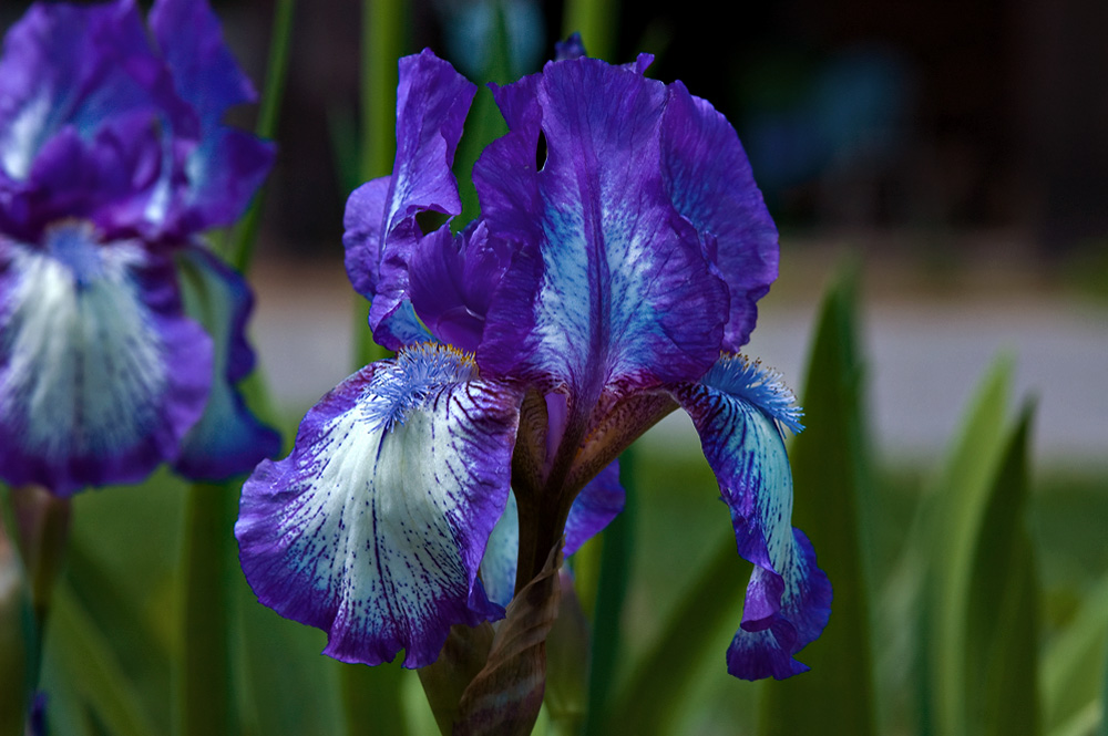 Красота цветов