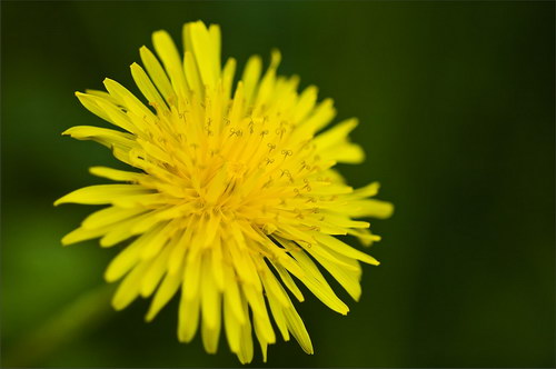 Красота цветов