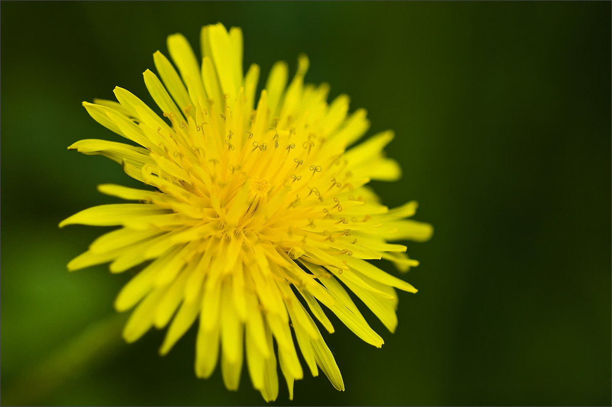 Красота цветов