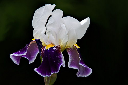 Красота цветов