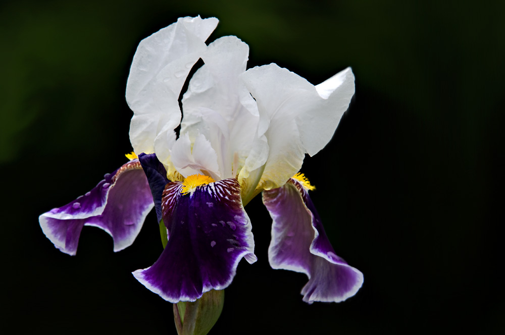 Красота цветов