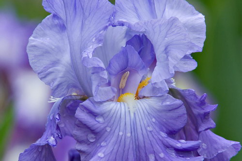 Красота цветов