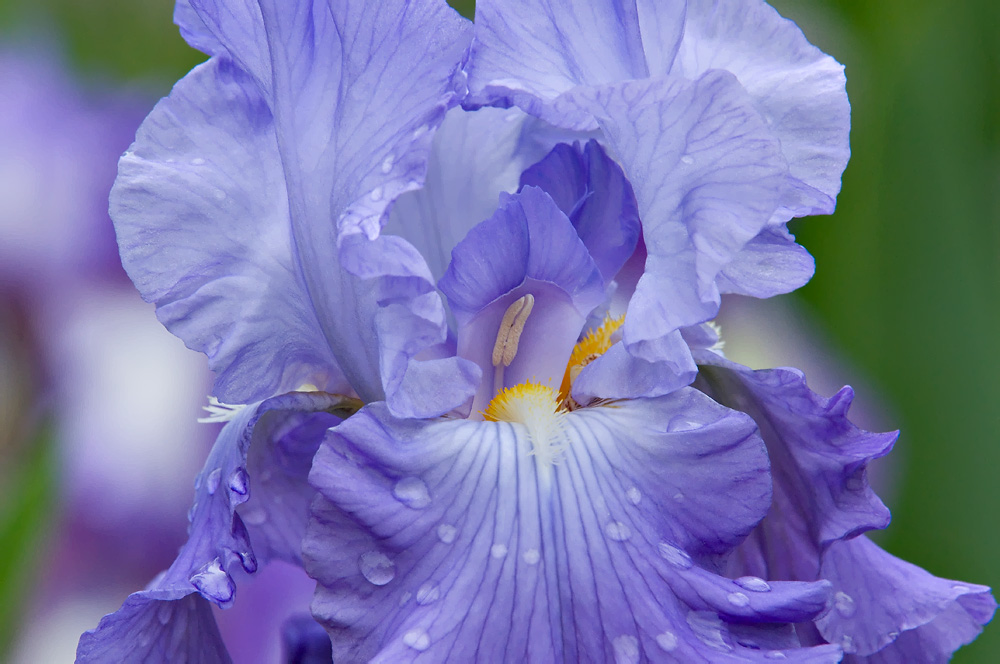 Красота цветов