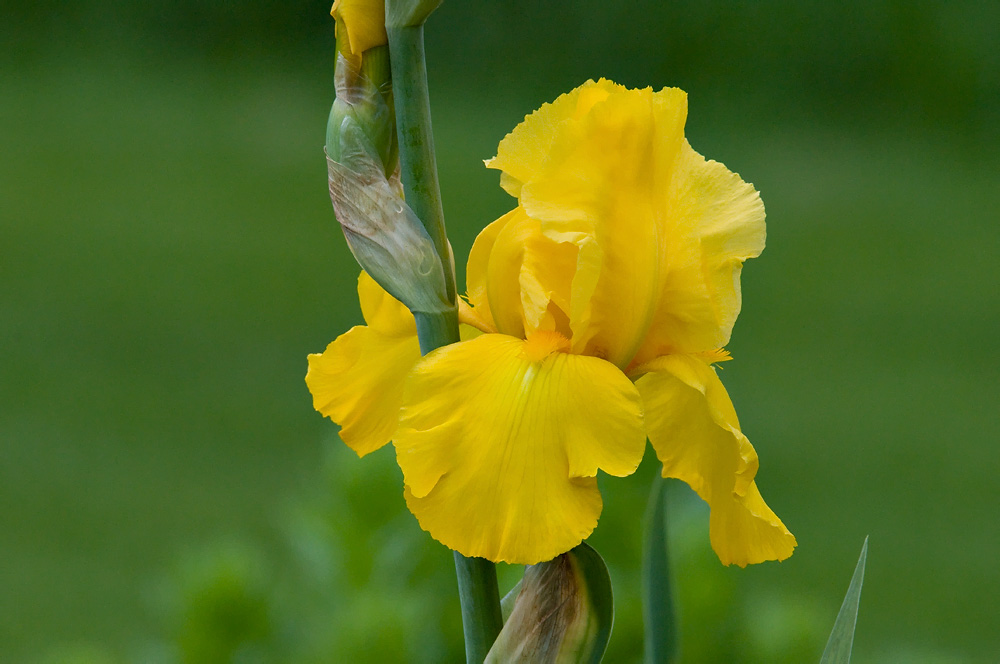 Красота цветов