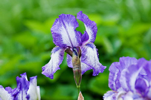 Красота цветов