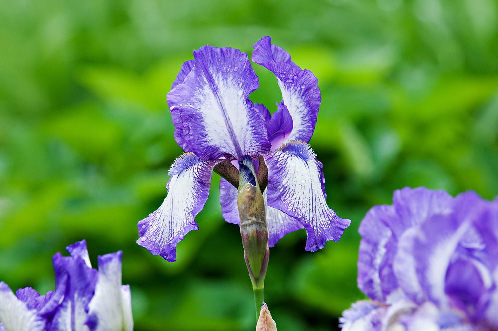 Красота цветов