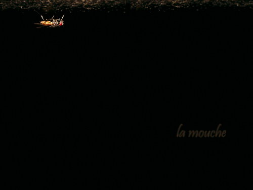 Черный цвет