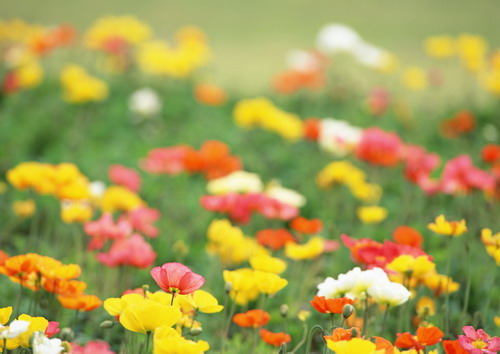 Полевые цветы