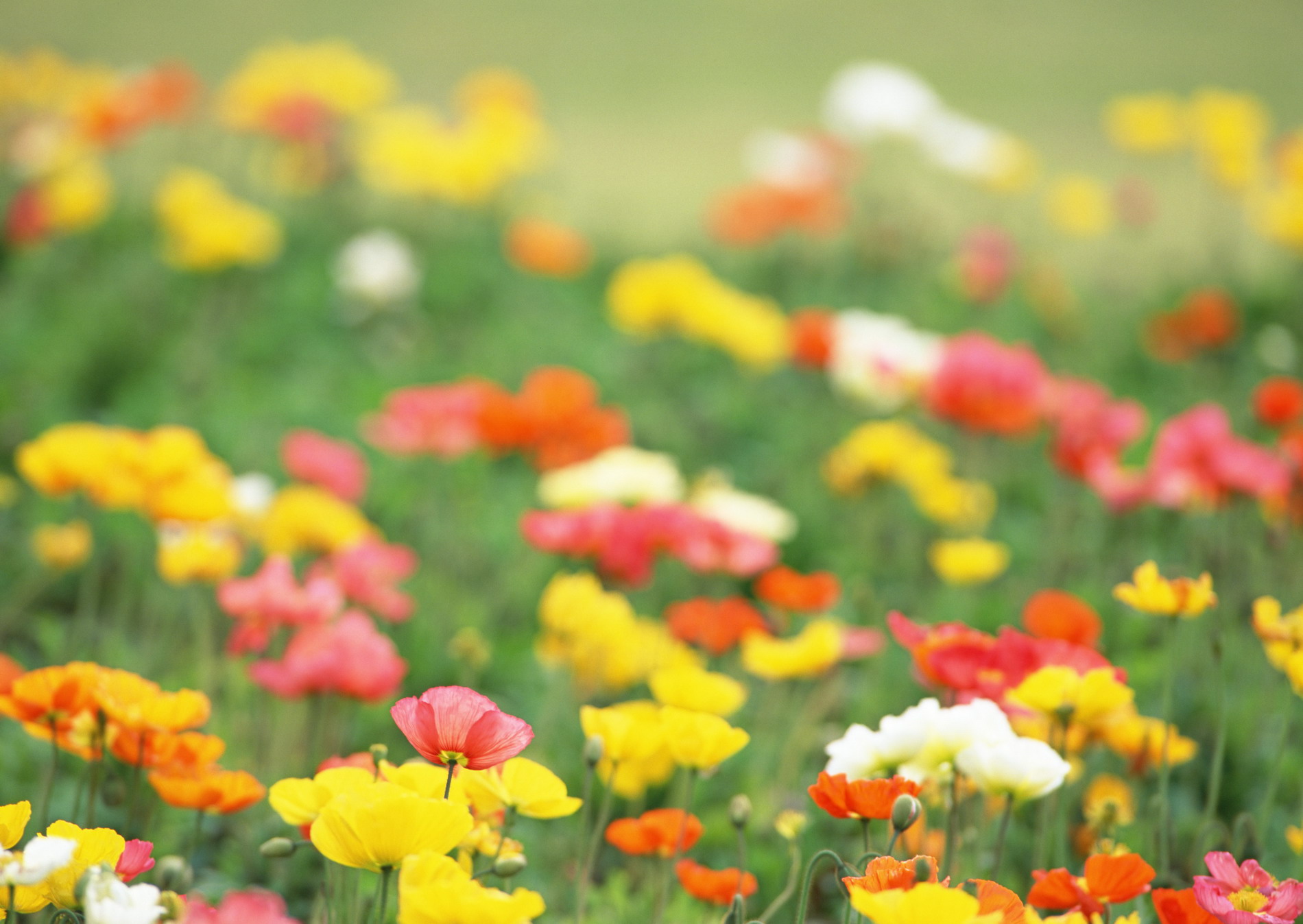 Полевые цветы