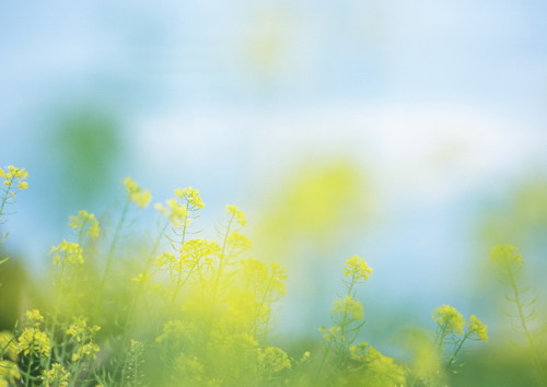 Полевые цветы