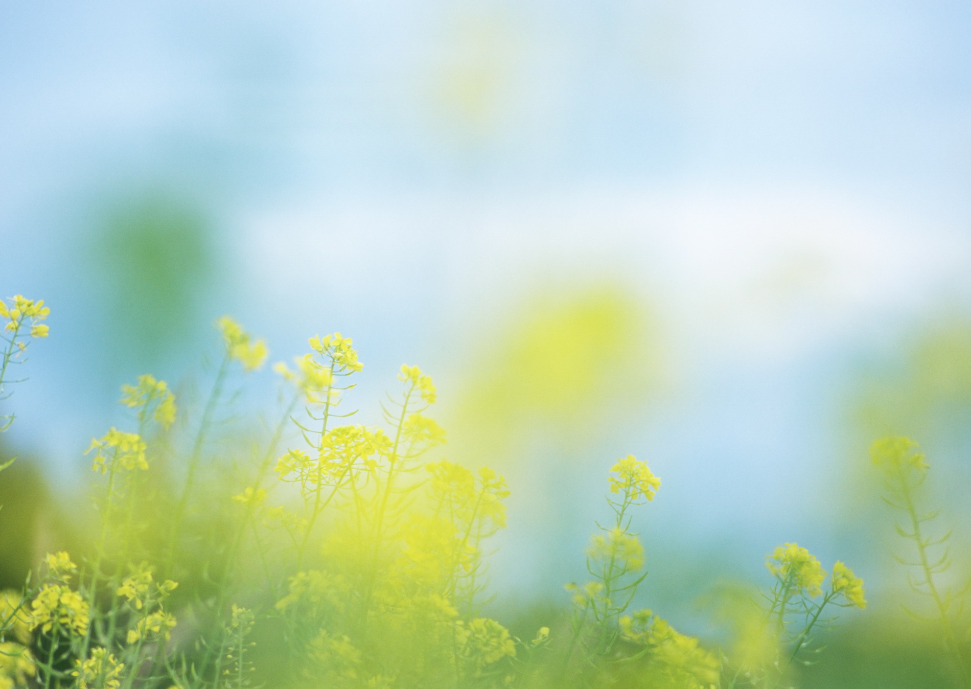 Полевые цветы