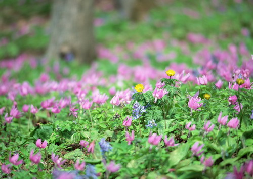 Полевые цветы