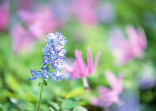 Полевые цветы