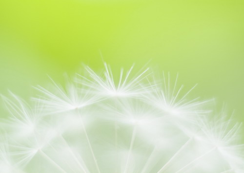 Полевые цветы