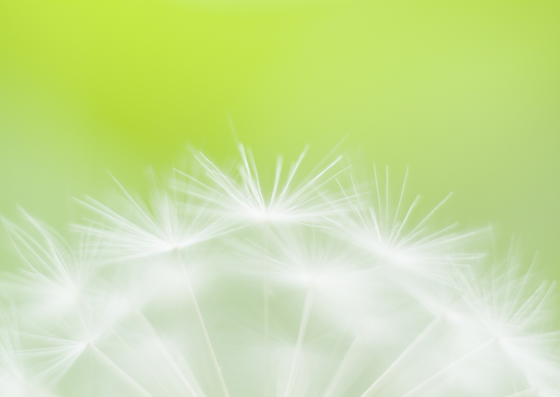 Полевые цветы