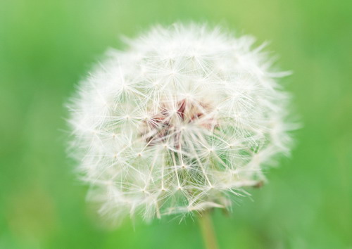 Полевые цветы