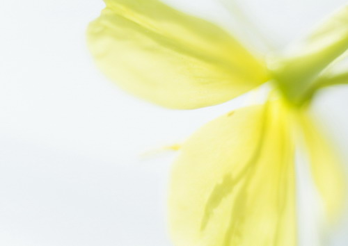 Полевые цветы