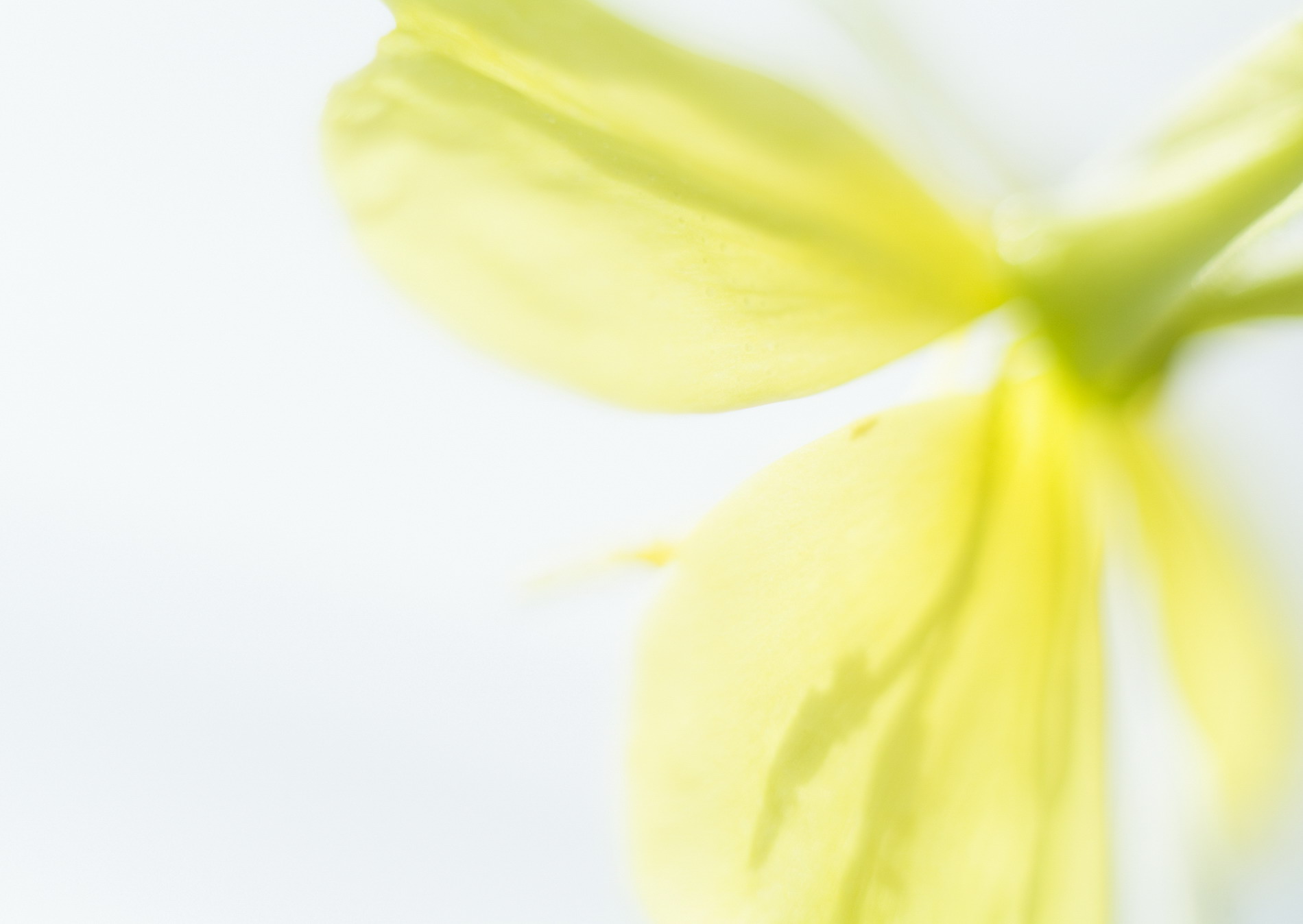 Полевые цветы