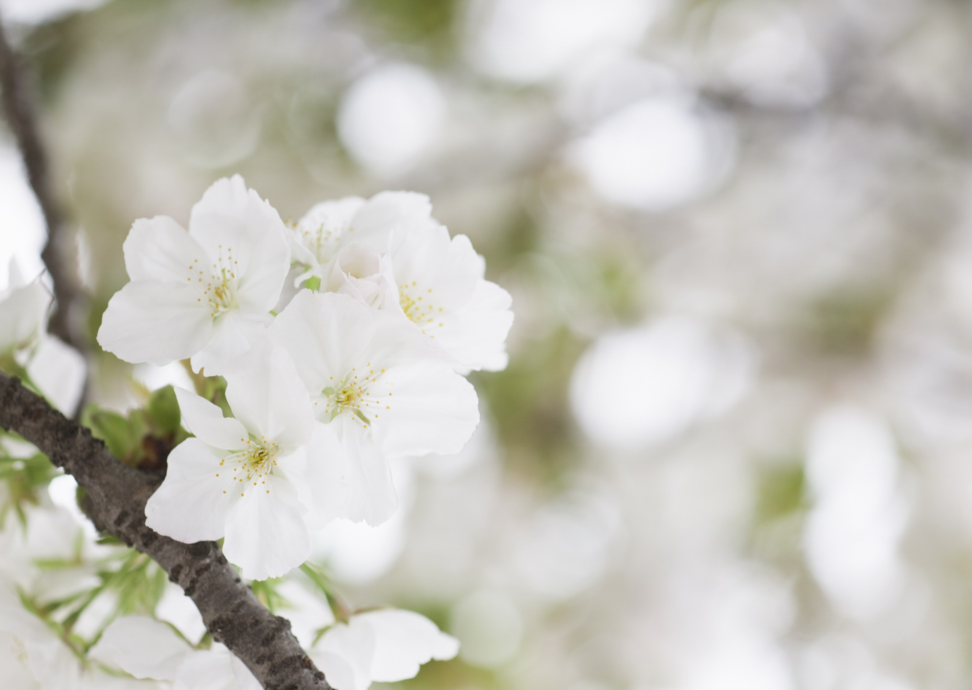 Полевые цветы