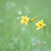 Полевые цветы