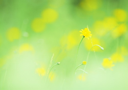 Полевые цветы