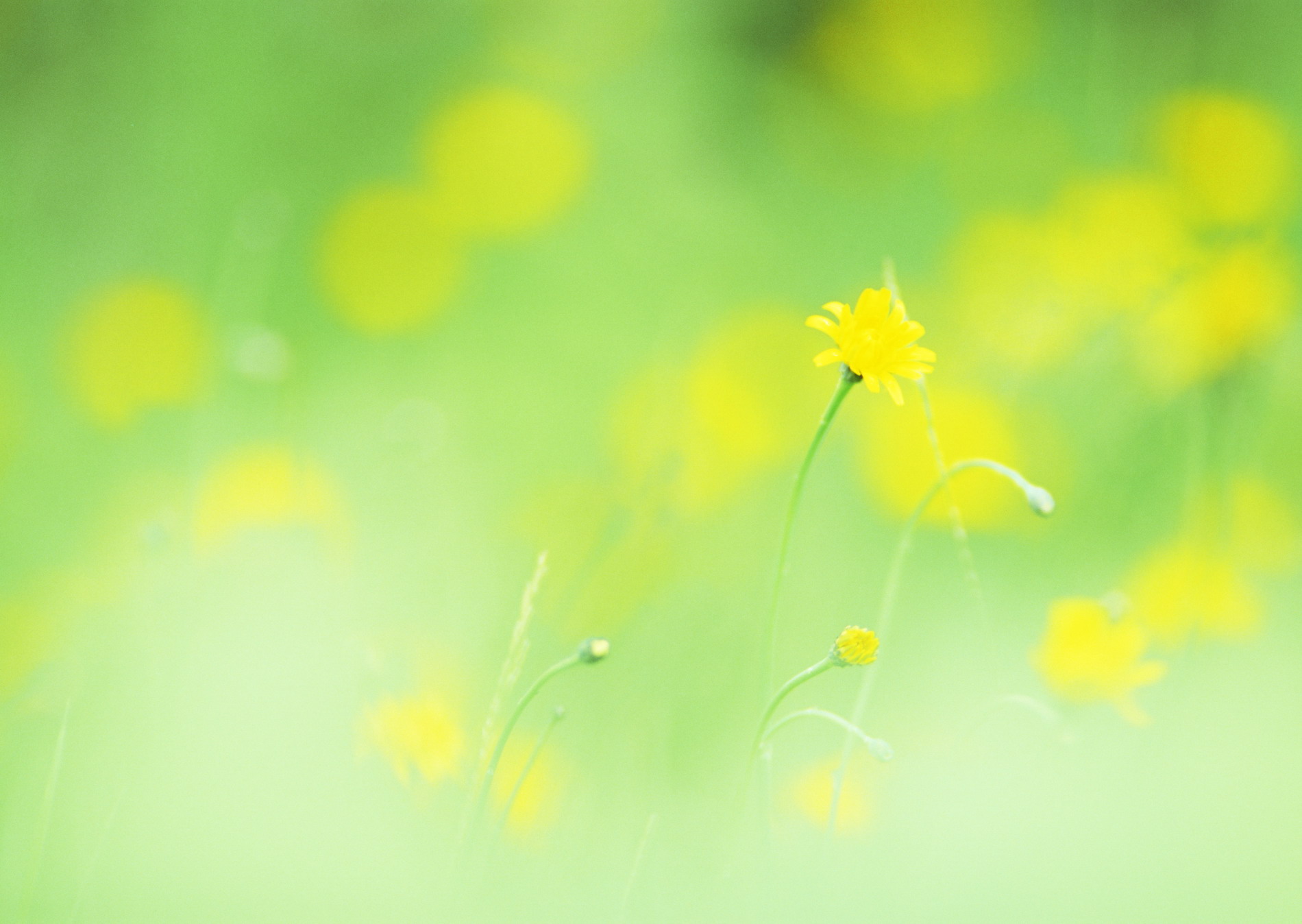 Полевые цветы