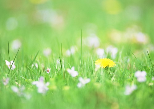 Полевые цветы