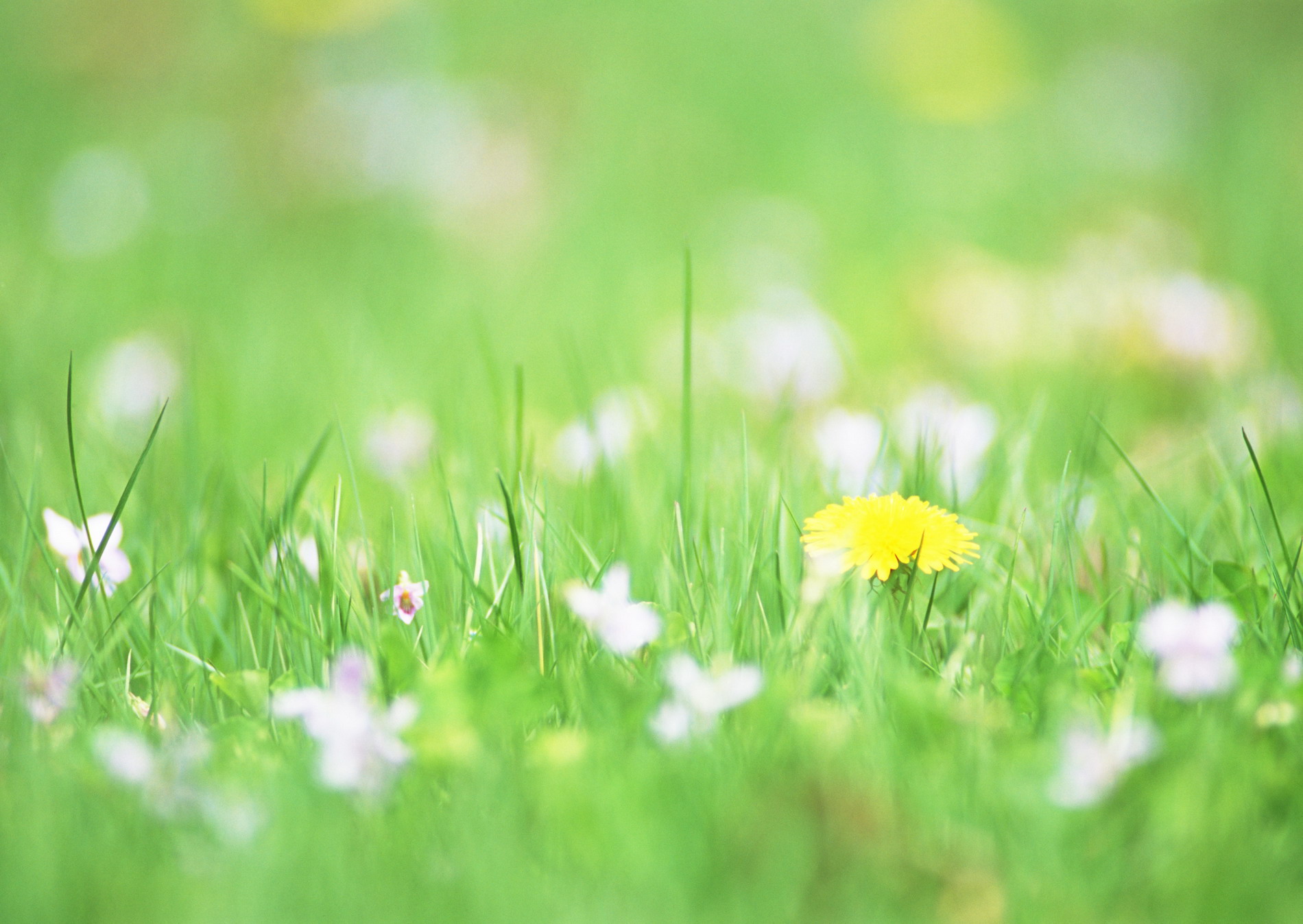 Полевые цветы