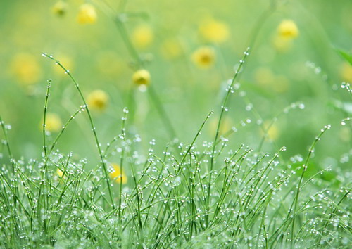 Полевые цветы