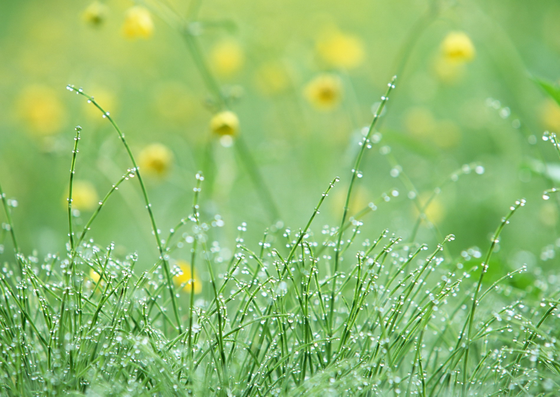 Полевые цветы