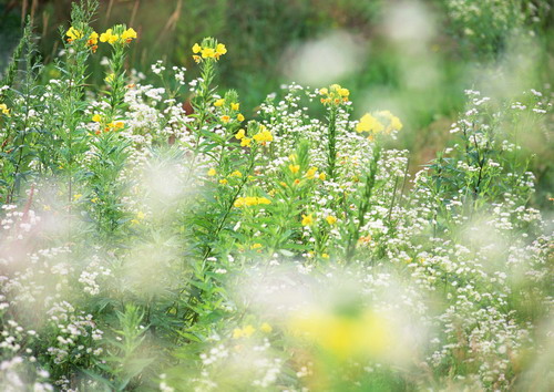 Полевые цветы
