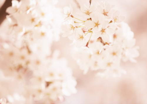 Полевые цветы