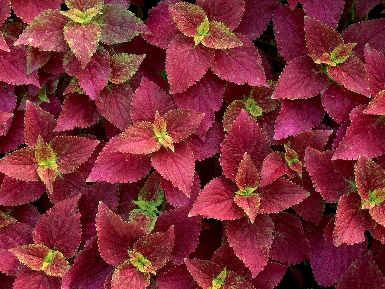 Цветы на рабочий стол