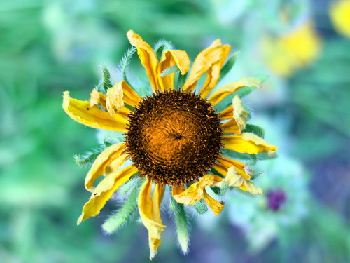 Цветы на рабочий стол