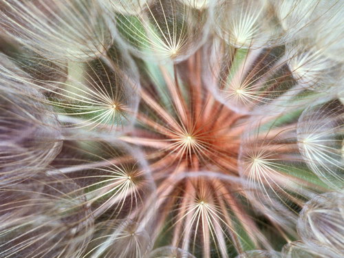 Цветы на рабочий стол