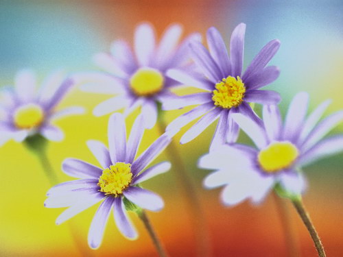 Цветы на рабочий стол