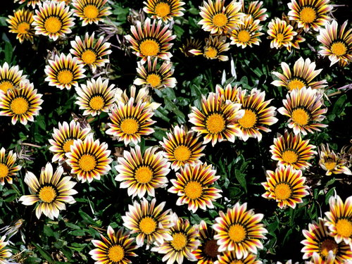 Цветы на рабочий стол