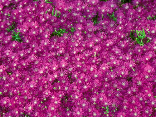 Цветы на рабочий стол