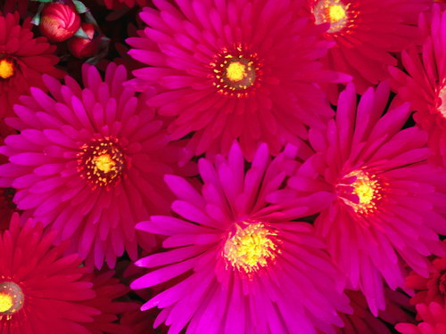 Цветы на рабочий стол