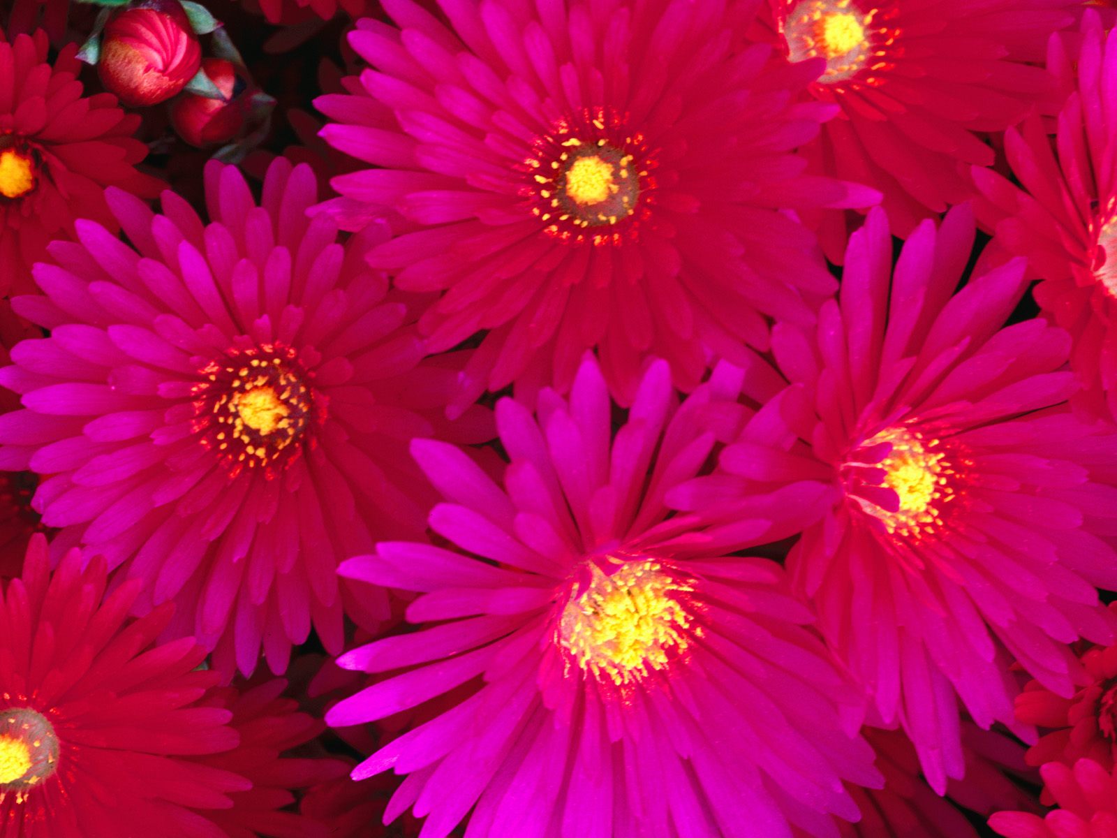 Цветы на рабочий стол