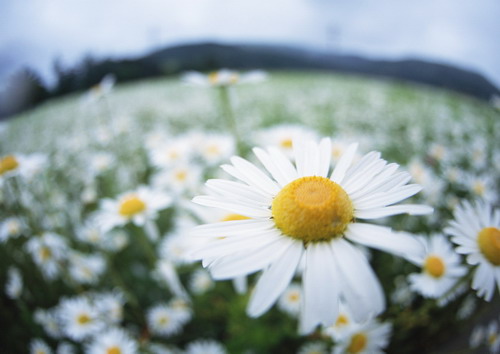 ромашка на фоне поляны цветов