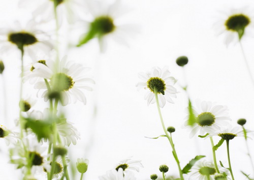 поле из ромашек